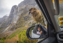 New Zealand 2025 (2 group) (4/84)